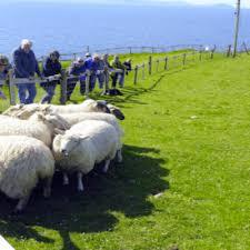 Dingle Sheepdog Demonstrations