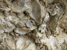 Huitres Fossiles