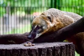 Tiergarten Neustrelitz