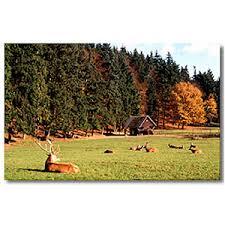 Wildfreigehege Weißhauswald