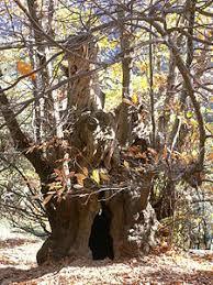 Castanyer Gros d'en Cuc