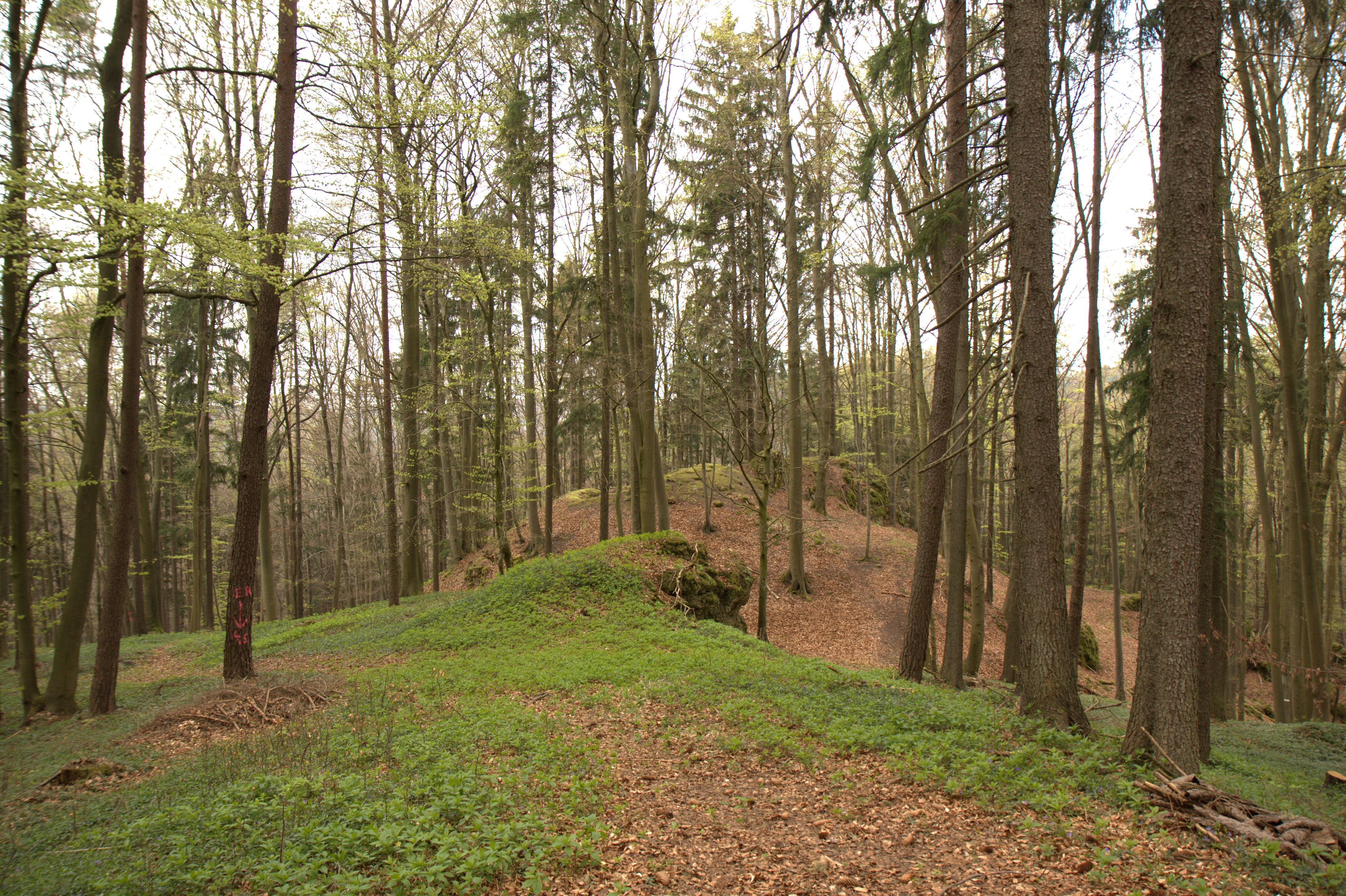 Burgstall Scharfenberg