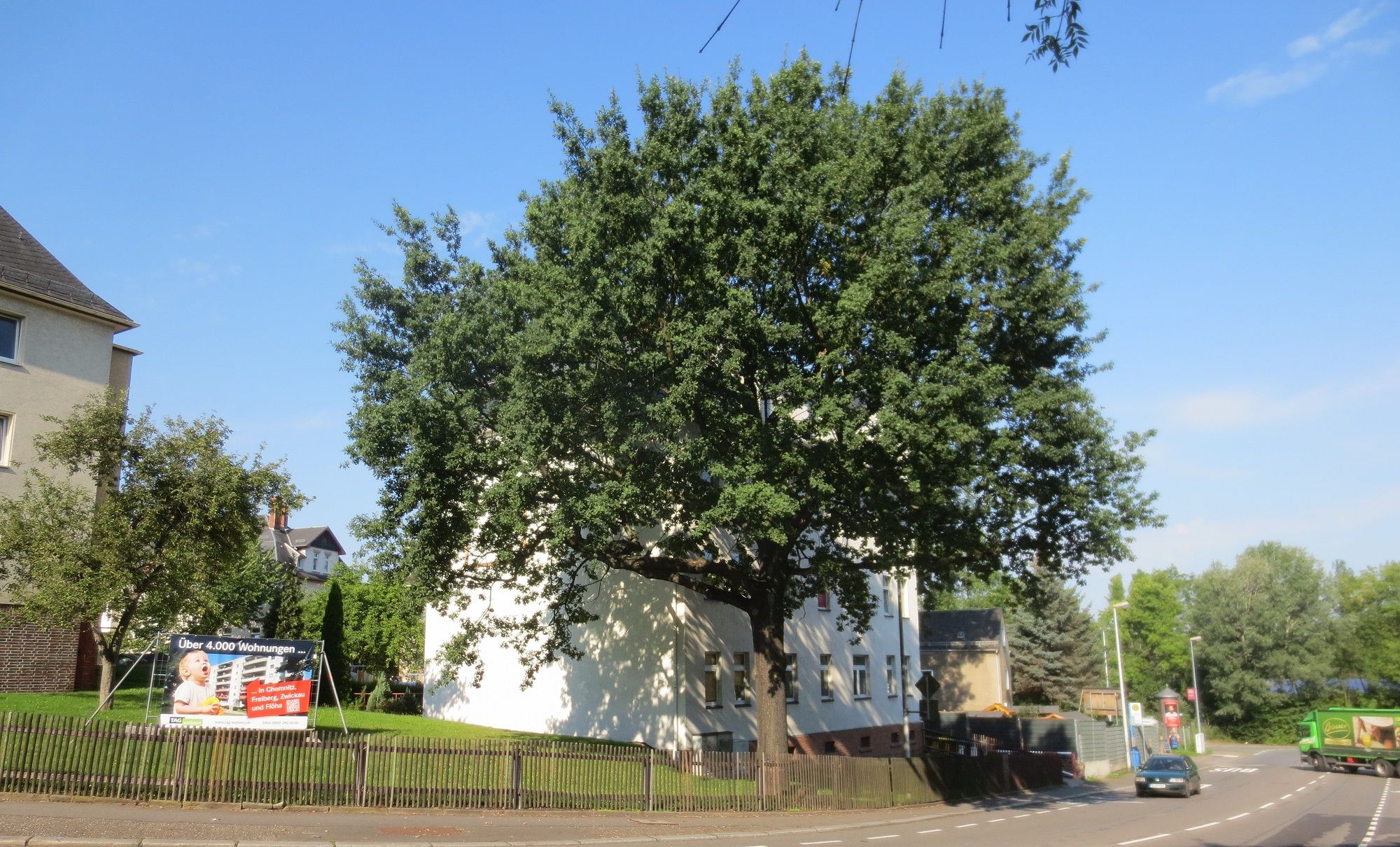 Friedenseiche mit Gedenkstein
