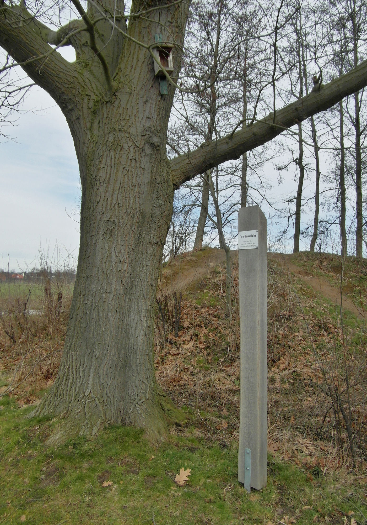 Friedenseiche