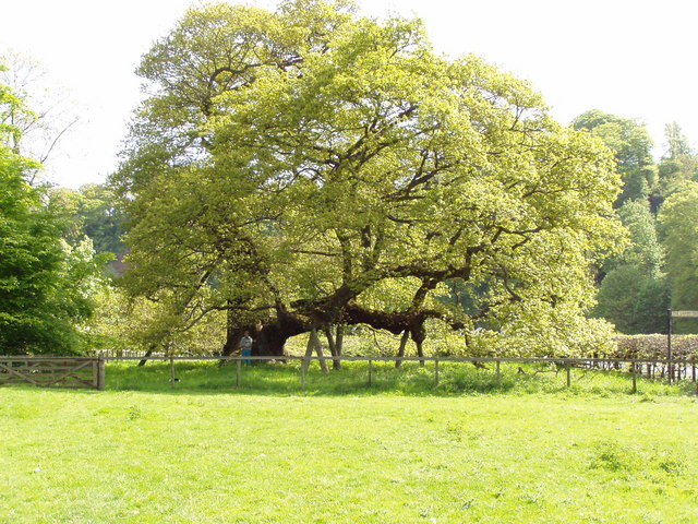 Capon Oak Tree