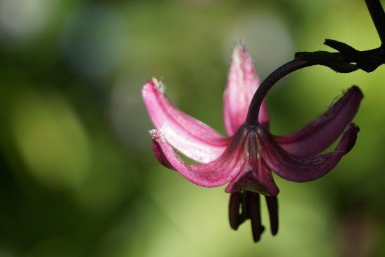 Natural Surroundings