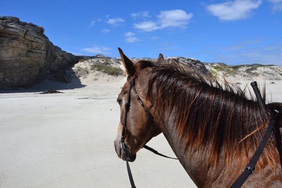 Horse Riding Grootbos Private Nature Reserve