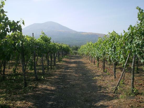 Cantina del Vesuvio Winery