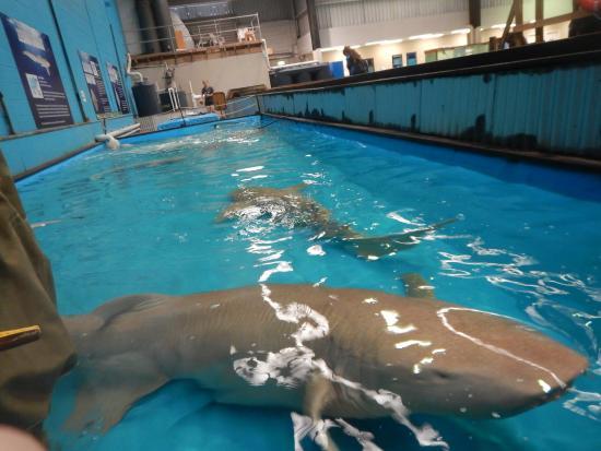 The Australian Shark & Ray Centre