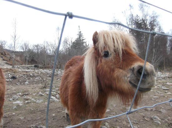 Rare Breeds & Children's Farm