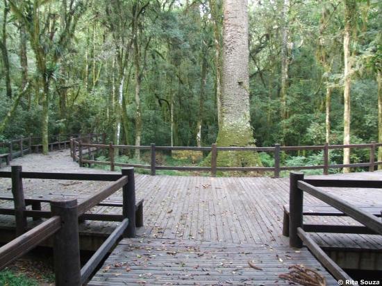 Pinheiro Grosso Park