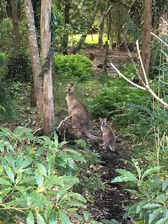 Morisset Park