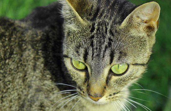 La Ferme de Vertuelle