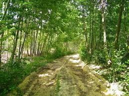 Collyweston Great Wood & Easton Hornstocks National Nature Reserve