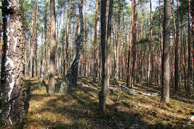 Rezerwat przyrody Puszcza Słupecka