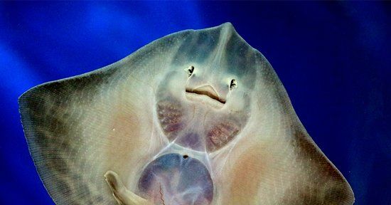 Acquario Nazionale di Galway