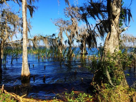 The Disney Wilderness Preserve