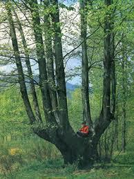 Castanyer de les Nou Branques