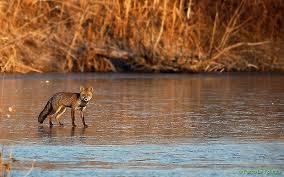 Parco Le Folaghe Oasi di Casei Gerola