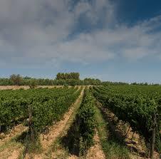 Vignuolo