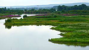 Vogelfreistätte Flachwasser- und Inselzone im Altmühlsee