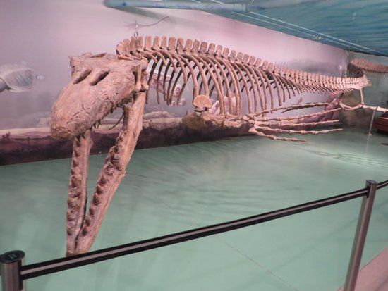 Canadian Fossil Discovery Centre