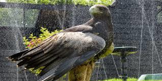 Yarak Bird of Prey