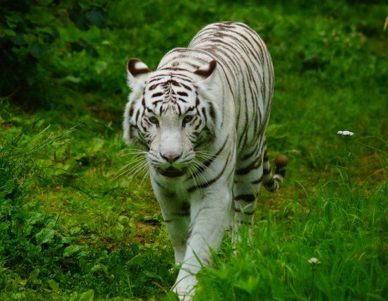 ZooParc de Trégomeur