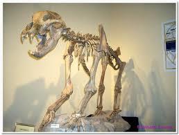 Gagliole Museo di storia naturale