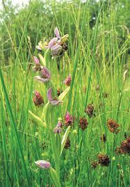 Mill Green and Hawks Green Valley Nature Reserve