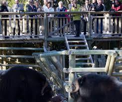 Myskoxcentrum i Harjedalen