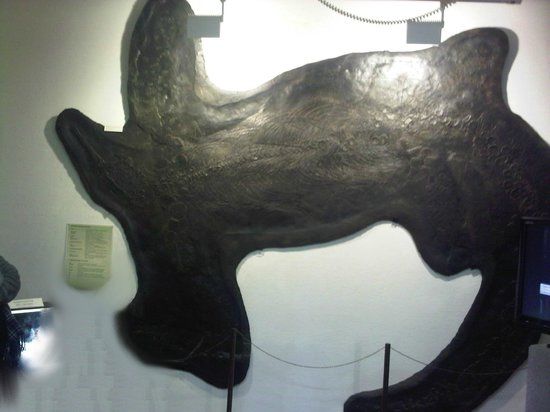 Museo civico dei fossili di Besano