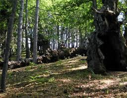 I Giganti del Cozzo del Pesco