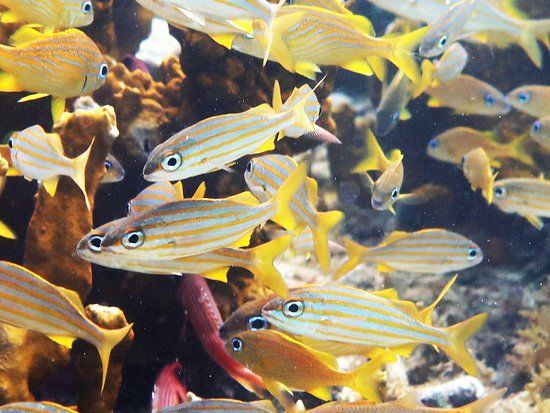 Aquarium de la Guadeloupe