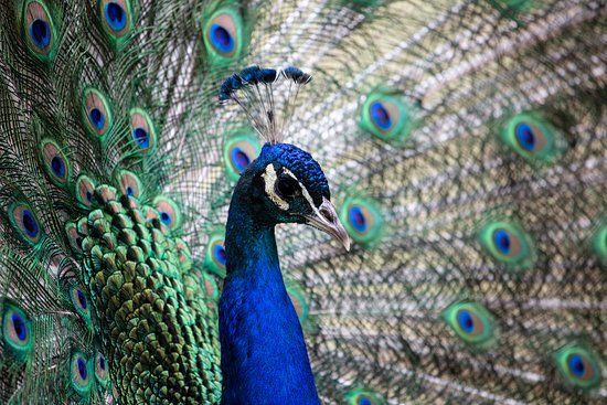 Zoológico de Helsinki