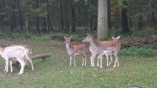 Parco Faunistico della Foresta di Grafenberger