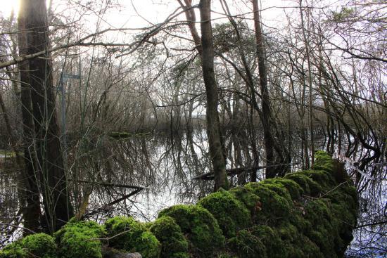 Coole-Garryland Nature Reserve