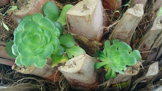 Centro de Visitantes del Parque Nacional del Garajonay