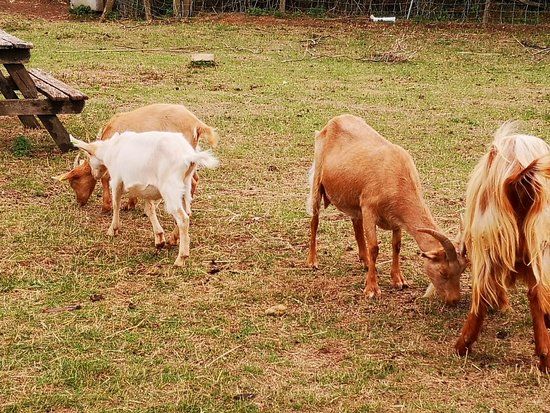 The Butts Farm Rare Breeds