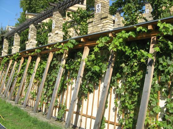 Winzerberg in Potsdam