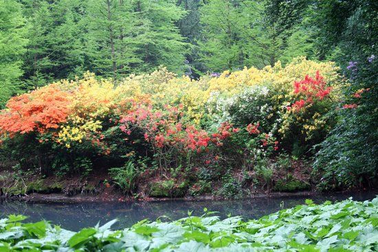 Rhododendron-Park Bremen