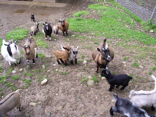 Hirschpark Langenthal