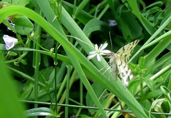 Mionsi Primeval Forest