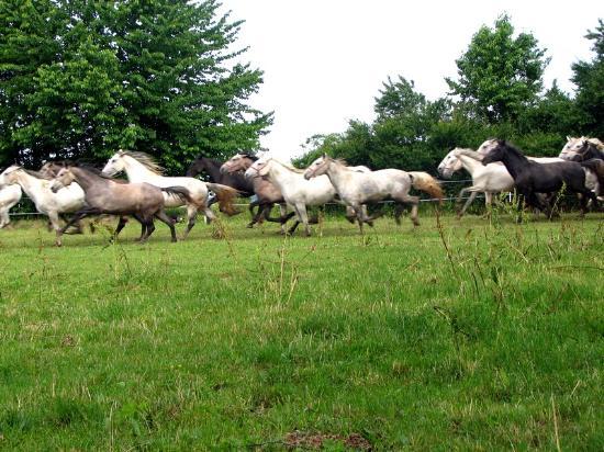State Stud Farms Djakovo