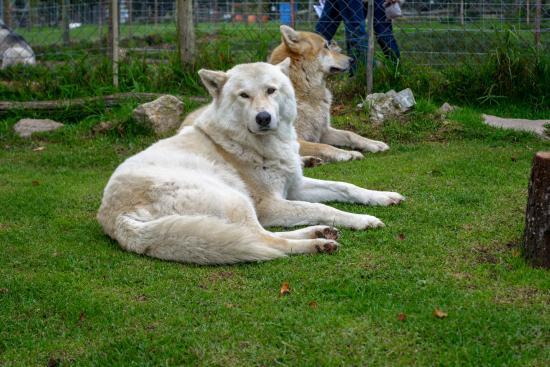 Garden Route Wolf Sanctuary