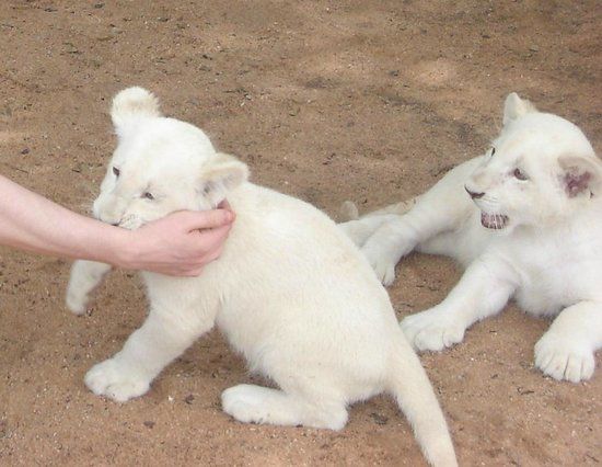 Mama Tau White Lions Breeding Project