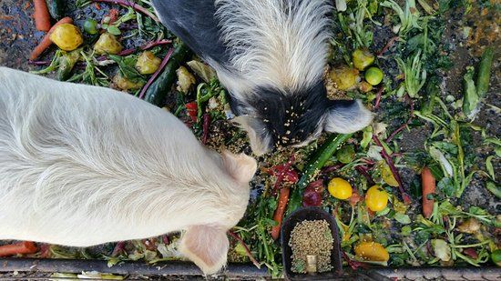 Catania Fruit Salad Farm Griffith