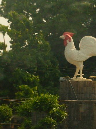 Lampang Rooster