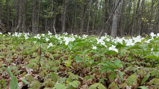 Beckwith Nature Trail
