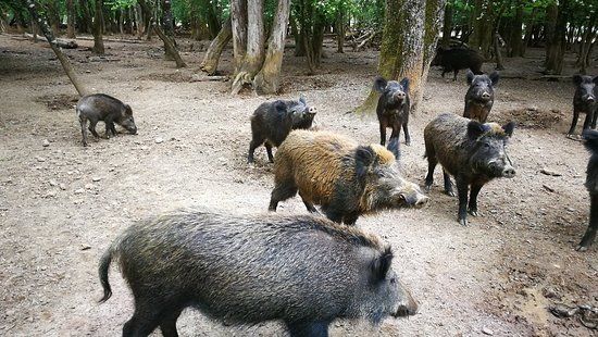 Les Sangliers de Mortemart